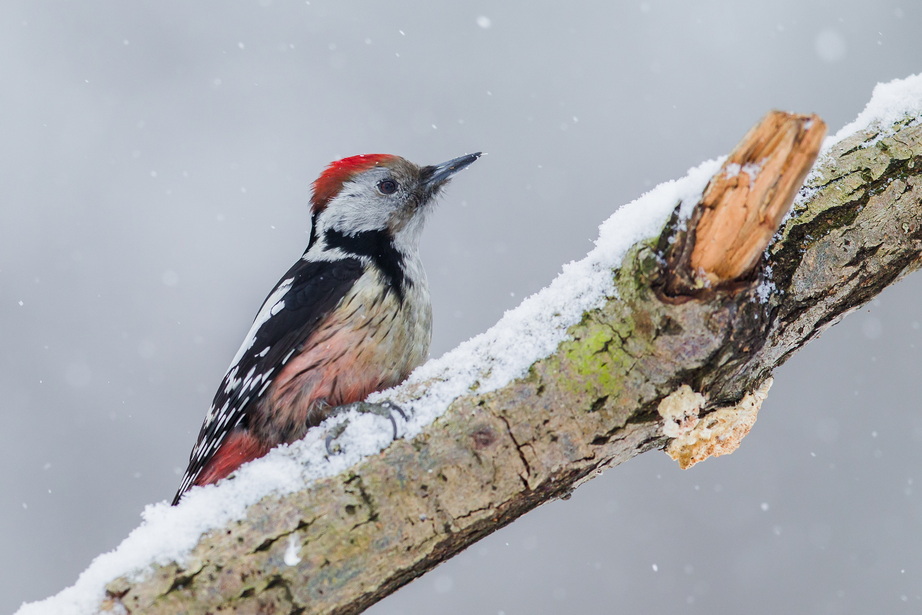 kalendarz-2026-luty (1)